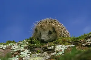 European european hedgehog (erinaceus europaeus)