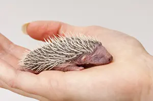 European european hedgehog (Erinaceus europaeus) young