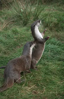 European european otter (Lutra lutra)