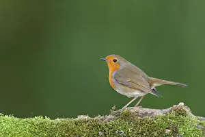 European european robin (Erithacus rubecula) adult