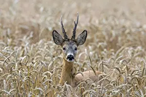 European european roe deer (Capreolus capreolus) foraging in a cereal field in summer