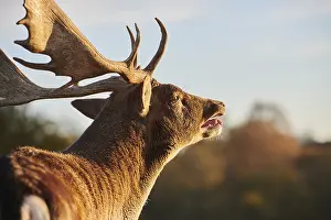 European fallow deer (dama dama)
