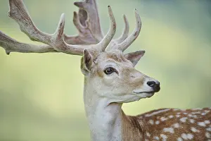 European fallow deer (Dama dama) buck