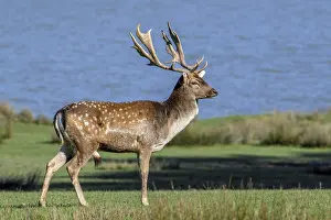 European fallow deer (Dama dama) buck