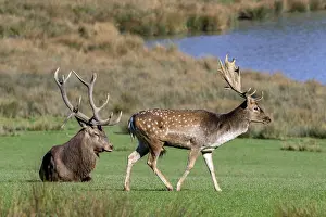 European fallow deer (Dama dama) buck