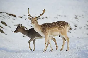 European fallow deer (Dama dama) buck and doe on a snowy meadow in the mountains in tirol
