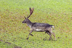 European fallow deer (Dama dama) buck / male running over field / farmland in autumn / fall