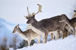 European fallow deer (Dama dama) buck with pack on a snowy meadow in the mountains in tirol