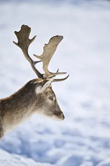 European fallow deer (Dama dama) buck portrait in the mountains in tirol