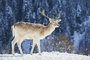 European fallow deer (Dama dama) buck on a snowy meadow in the mountains in tirol