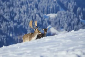European fallow deer (Dama dama) buck on a snowy meadow in the mountains in tirol