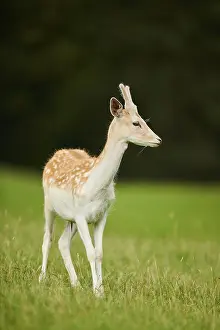 European fallow deer (Dama dama) buck standing on a meadow