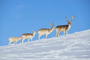 European fallow deer (Dama dama) bucks does on a snowy meadow in the mountains in tirol