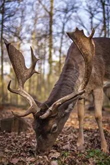 European fallow deer (Dama dama dama)