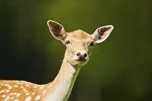 European fallow deer (Dama dama) doe