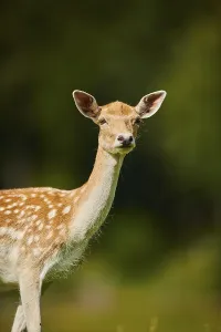 European fallow deer (Dama dama) doe