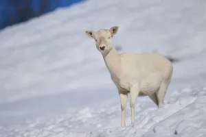 European fallow deer (Dama dama) doe on a snowy meadow in the mountains in tirol