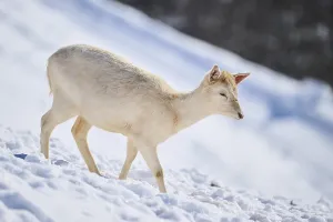 European fallow deer (Dama dama) doe on a snowy meadow in the mountains in tirol