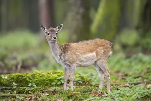 European fallow deer (dama dama) doe standing in a forest in autumn