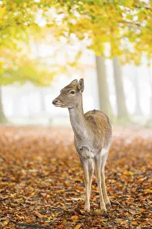 European fallow deer (dama dama) doe standing in a forest on a foggy day in autumn
