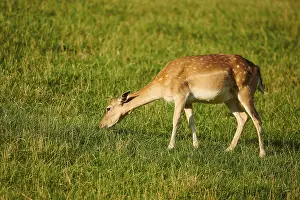 European fallow deer (Dama dama) doe standing on a meadow