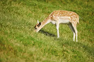 European fallow deer (Dama dama) doe standing on a meadow