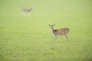 European fallow deer (dama dama) doe standing on a meadow in autumn