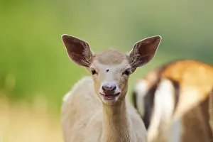 European fallow deer (Dama dama) fawn