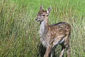 European fallow deer (Dama dama) fawn in grassland in autumn