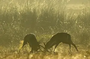 European fallow deer (dama dama) fighting during the rut