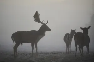 European fallow deer (dama dama) on a foggy morning in autumn