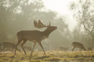 European fallow deer (dama dama) on a foggy morning in autumn
