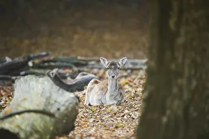 European fallow deer (dama dama) in a forest in autumn