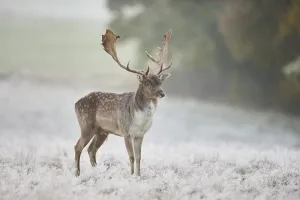 European fallow deer (dama dama) on a frozen meadow in autumn