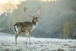 European fallow deer (dama dama) on a frozen meadow in autumn