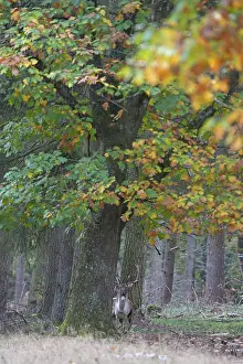 European fallow deer (dama dama), Hesse, Germany