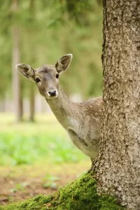 European fallow deer (Dama dama) hind standing in a forest