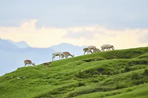 European fallow deer (Dama dama) hinds on a meadow in the mountains of tirol