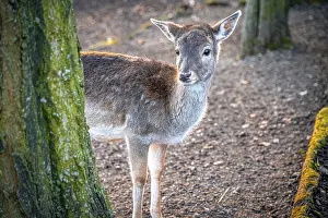 A European fallow deer (Dama dama) looks curiously from behind a tree in the forest