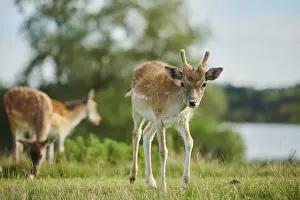 European fallow deer (dama dama) on a maedow