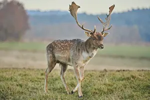 European fallow deer (dama dama) on a meadow in autumn