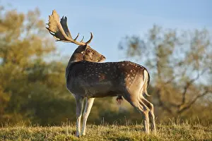 European fallow deer (dama dama) on a meadow in autumn