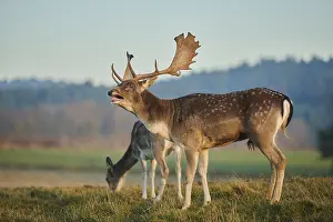European fallow deer (dama dama) on a meadow in autumn
