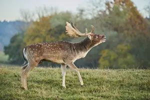European fallow deer (dama dama) on a meadow in autumn