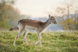 European fallow deer (dama dama) on a meadow in autumn