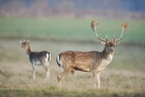 European fallow deer (dama dama) on a meadow in autumn