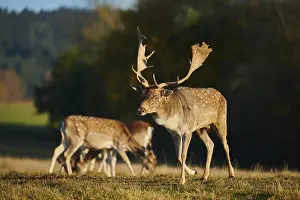 European fallow deer (dama dama) on a meadow in autumn