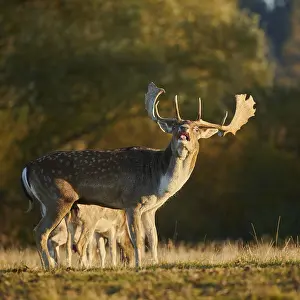 European fallow deer (dama dama) on a meadow in autumn