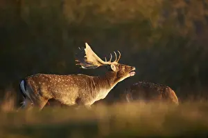 European fallow deer (dama dama) on a meadow in autumn