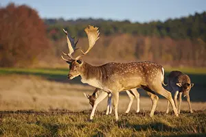 European fallow deer (dama dama) on a meadow in evening sunlight at autumn